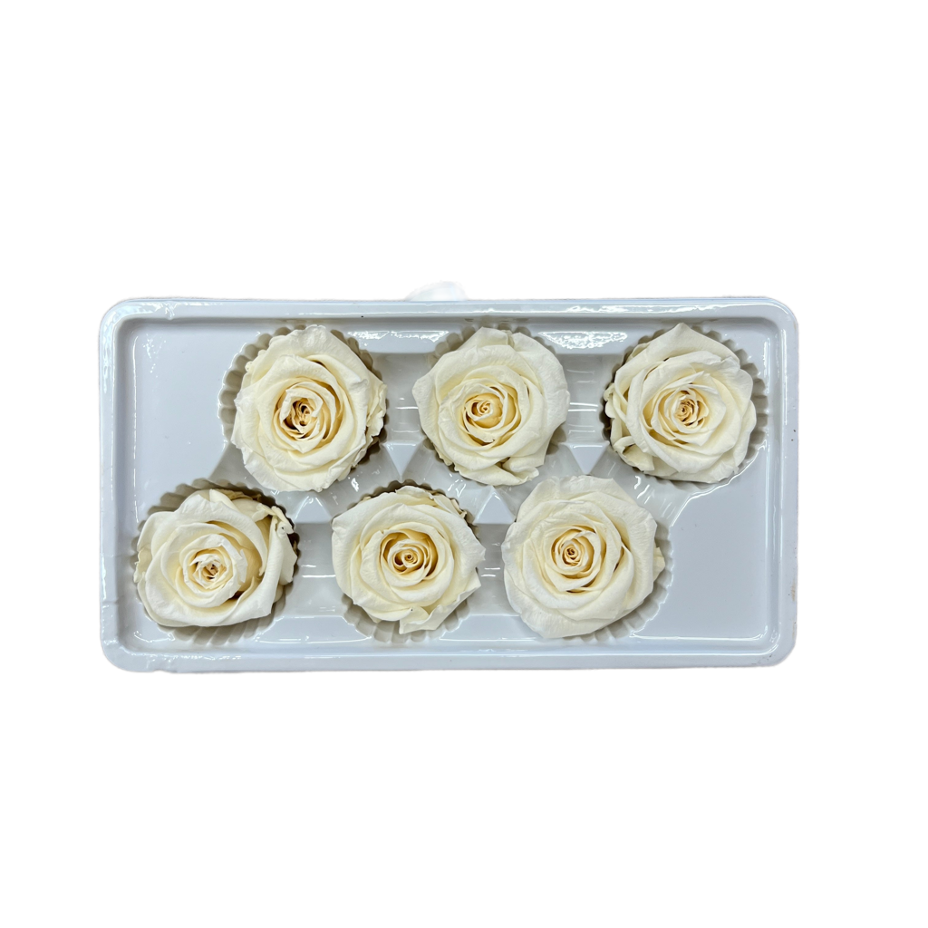 Preserved Roses Box (Ivory)