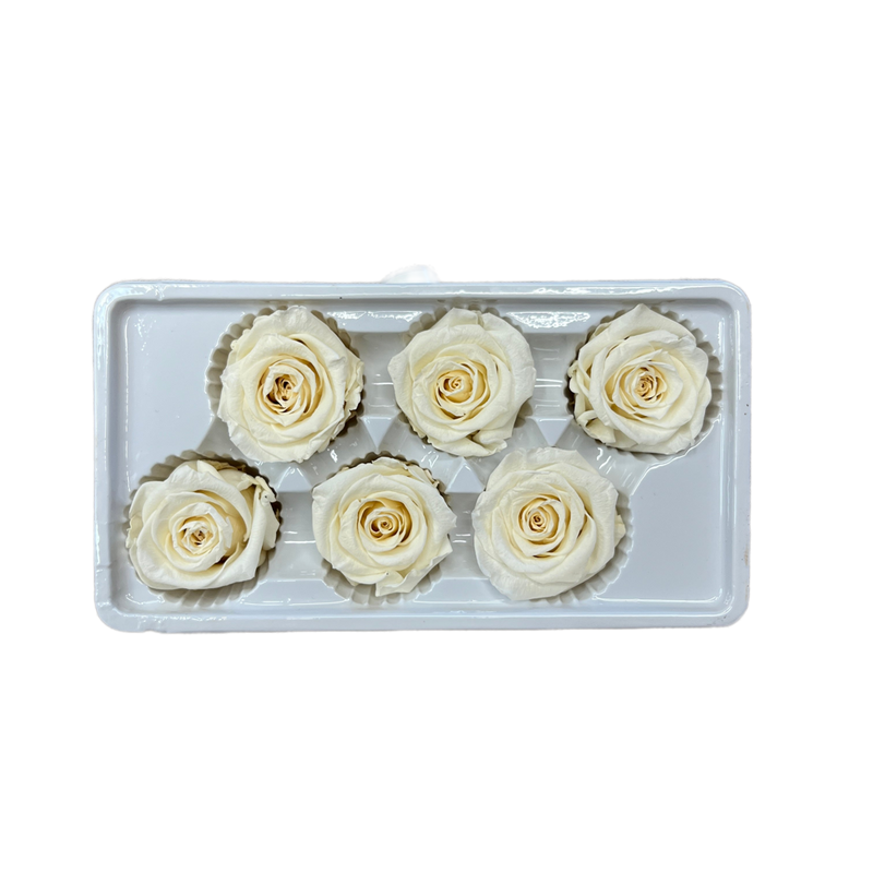 Preserved Roses Box (Ivory)